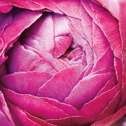 Framed Ranunculus Abstract III Color Print