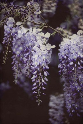 Framed Wisteria Cascade I Print
