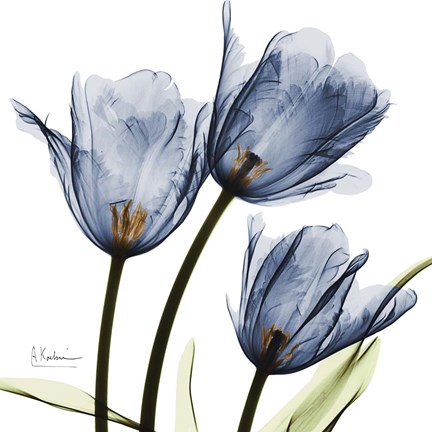 Framed New Blue Tulips C54 Print