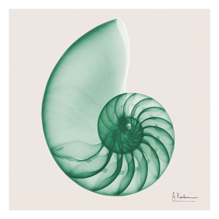 Framed Jade Water Snail Print
