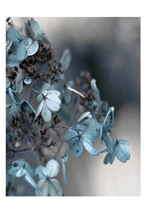 Framed Blue Hydrangea Print
