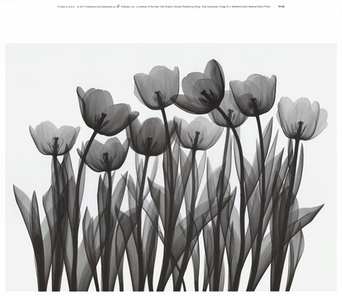 Framed Tulip Exposures Print