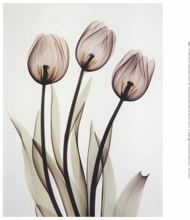 Framed Tulips Print