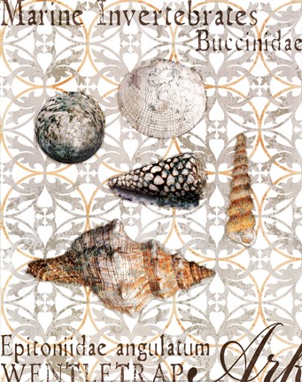 Framed Elegant Shells I Print