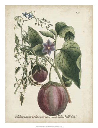 Framed Exotic Weinmann Botanical IV Print