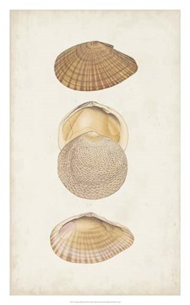 Framed Antiquarian Shell Study I Print