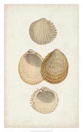 Framed Antiquarian Shell Study II Print