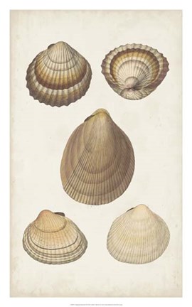 Framed Antiquarian Shell Study III Print