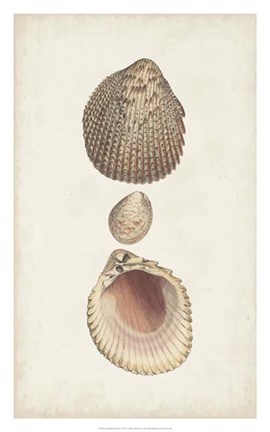 Framed Antiquarian Shell Study VI Print