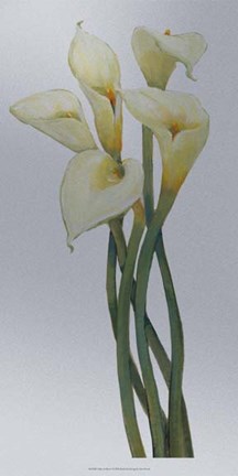 Framed Callas on Silver I Print