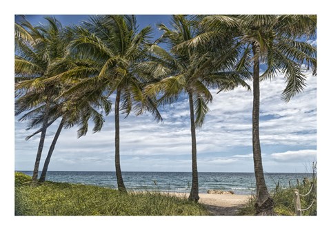 Framed Beach Palms Print
