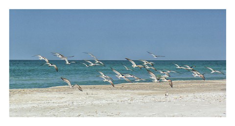 Framed Beach Skimmers Print