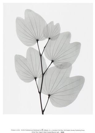 Framed Orchid Tree Print