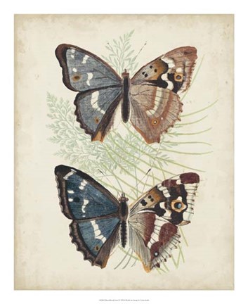 Framed Butterflies &amp; Ferns IV Print