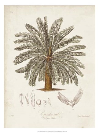 Framed Antique Tropical Palm I Print