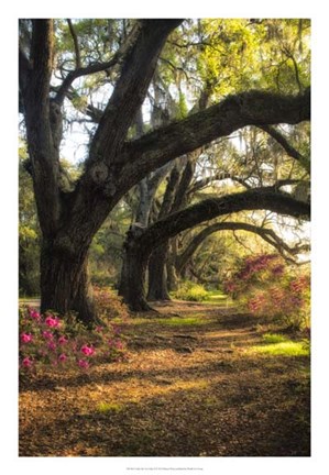 Framed Under the Live Oaks II Print