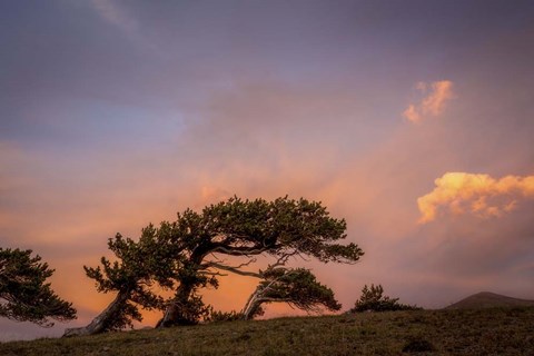 Framed Peaceful Tree Print