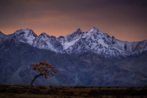 Framed Tree and the Mountain Print