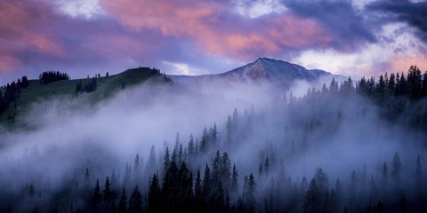 Framed Evergreens Fog Print