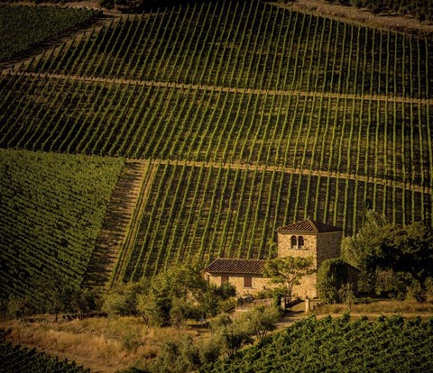 Framed Vineyard Print