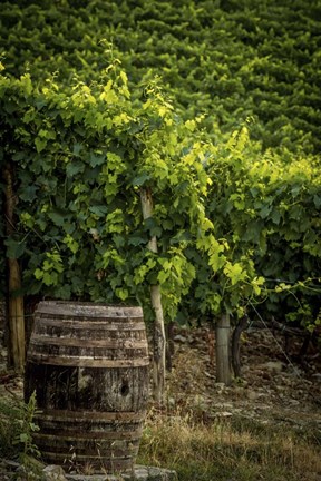 Framed Vines Print