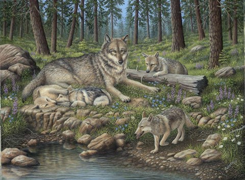 Framed Grey Wolf Mother And Pups Print