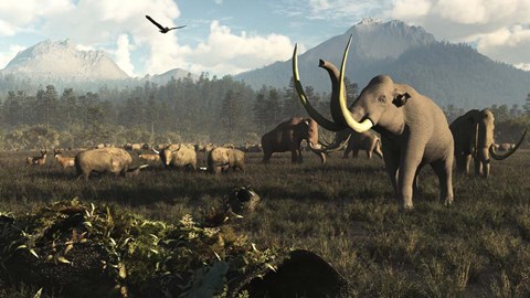 Framed Columbian Mammoths And Bison Roam The Ancient Plains Of North America Print