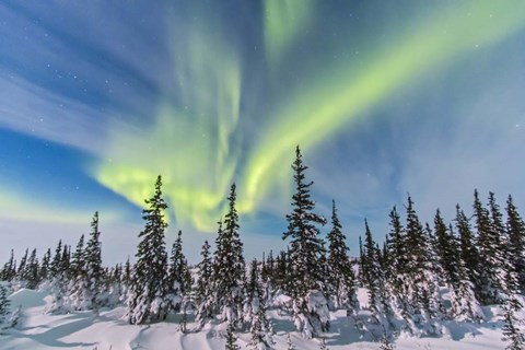 Framed Aurora borealis over the Trees in Churchill, Manitoba, Canada Print