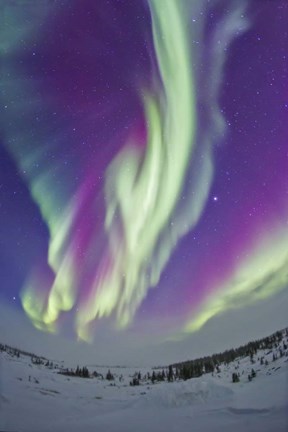 Framed Northern Lights in Churchill, Manitoba, Canada Print