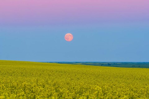 Framed Supermoon rising above a canola field in southern Alberta, Canada Print