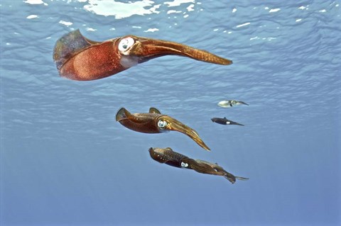 Framed Reef Squid, USS Kittiwake, Grand Cayman Print