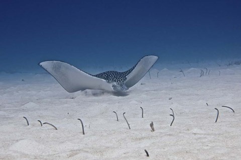 Framed Spotted Eagle Ray Print