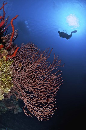 Framed Gorgonian sea fan, Cayman Islands Print