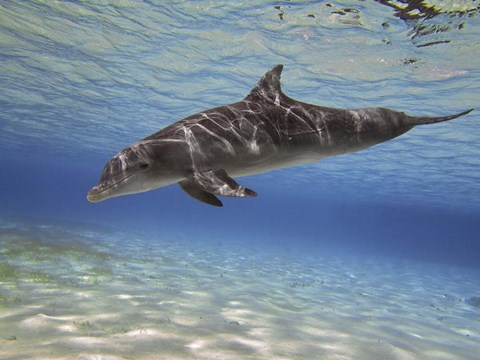Framed Bottlenose dolphin swimming the Barrier Reef, Grand Cayman Print