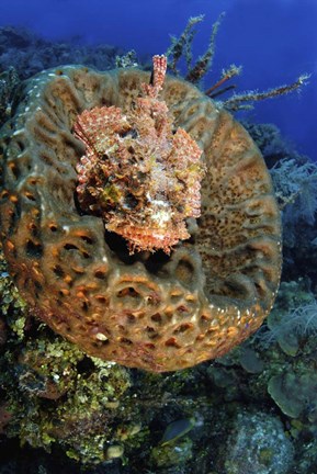 Framed Scorpionfish hiding in a barrel sponge Print