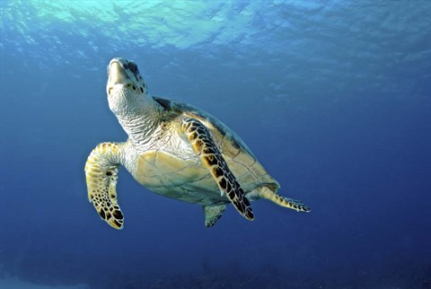 Framed Hawksbill sea turtle ascending, Nassau, The Bahamas Print