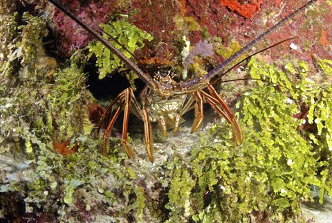 Framed Spiny lobster hiding in the reef, Nassau, The Bahamas Print