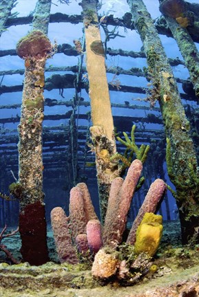 Framed Tube sponges on the Wreck of the Willaurie, Nassau, The Bahamas Print