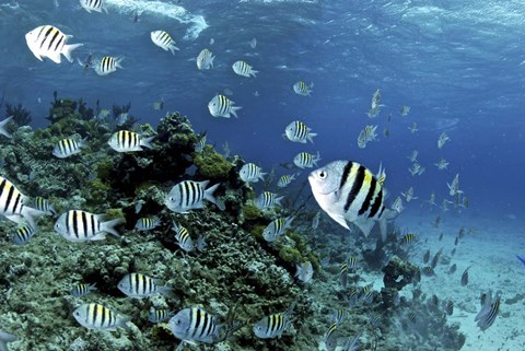 Framed School of sergeant major fish, Nassau, The Bahamas Print