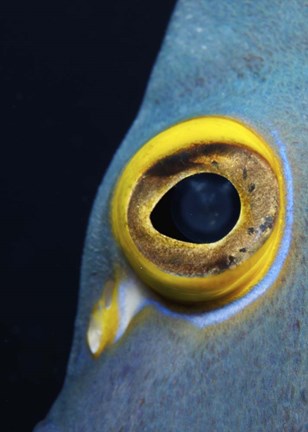 Framed Close-up view of a French Angelfish eye Print