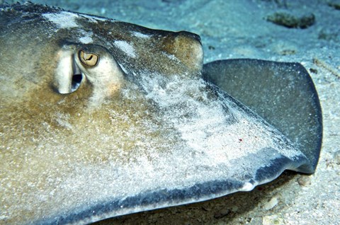 Framed Close-up view of a Female Southern Atlantic Stingray Print