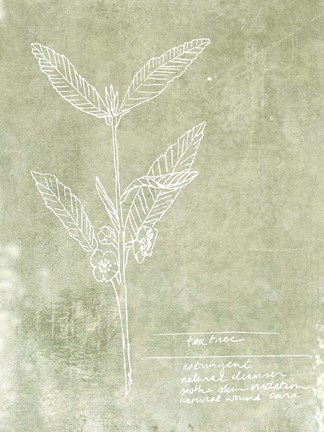 Framed Essential Botanicals IV Print