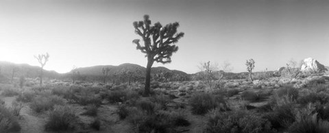 Framed Joshua trees in a desert at sunrise, Joshua Tree National Park,California Print