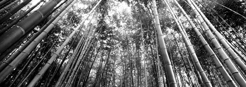 Framed Low angle view of bamboo trees, Arashiyama, Kyoto, Japan Print