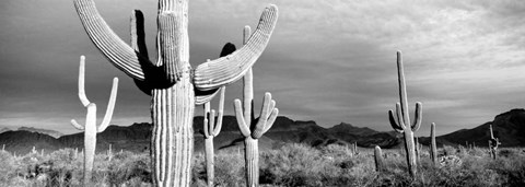 Framed Arizona, Organ Pipe National Monument Print