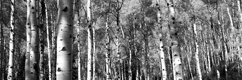 Framed Forest, Grand Teton National Park, Teton County, Wyoming Print