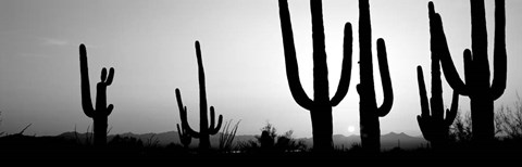 Framed Silhouette of Saguaro cacti, Saguaro National Park, Tucson, Arizona Print