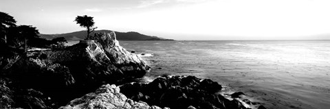 Framed Lone Cypress Tree, 17-Mile Drive, Carmel, California Print