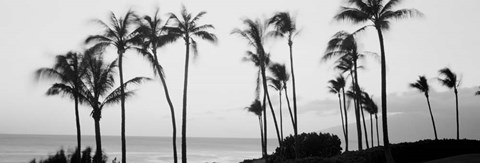 Framed Silhouette of palm trees at dusk, Hawaii Print