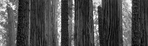 Framed Sequoia Grove Sequoia National Park California USA Print